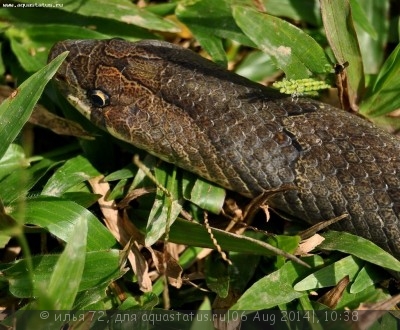 Олигодон пурпурный (Oligodon purpurascens)