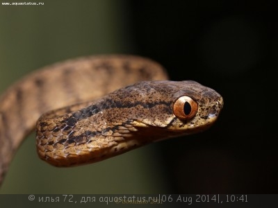 Фото Улиткоед азиатский пареас килеватый Pareas carinatus  (photo#57717)