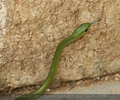 Уж африканский кустарниковый стройный (Philothamnus heterolepidotus)
