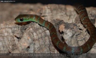 Уж африканский кустарниковый большеглазый (Philothamnus macrops)