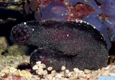 Голотурия, морской огурец (Holothuria sp.)