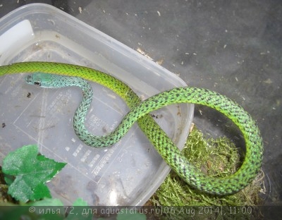 Уж африканский кустарниковый точечный Philothamnus punctatus Speckled Green-snak