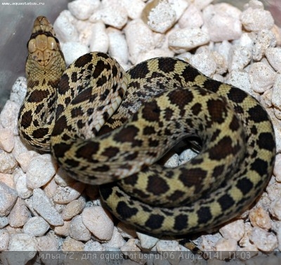 Гоферовая змея (Pituophis catenifer)