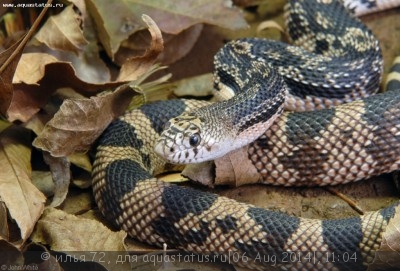 Сосновая змея черно-белая (Pituophis melanoleucus)