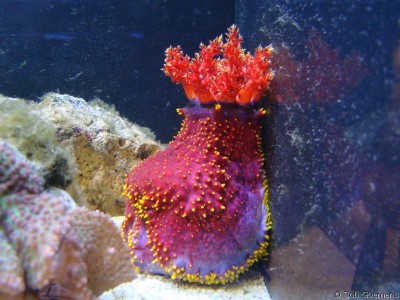 Голотурия, морское яблоко (Pseudocolochirus tricolor)
