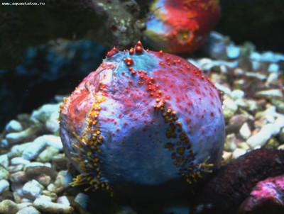 Голотурия, морское яблоко (Pseudocolochirus tricolor)