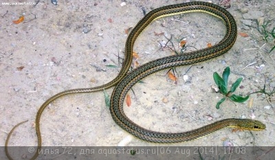 Песчаная змея восточноафриканская Psammophis orientalis Eastern Stripe-bellied
