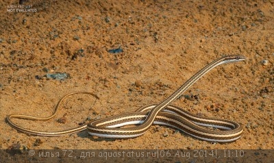 Песочная змея, или зериг (Psammophis schokari)