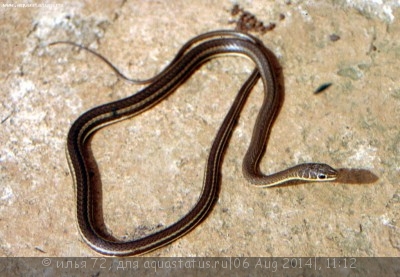 Песчаная змея свистящая (Psammophis sibilans)