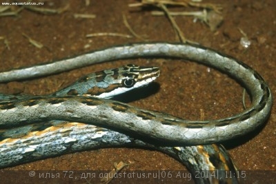 Песчаная змея танганьикская (Psammophis tanganicus Tanganyika Sand Snake)