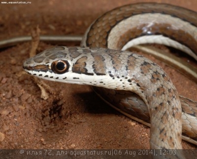 Фото Рамфиофис носатый Rhamphiophis rostratus  (photo#57740)