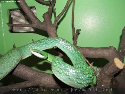 Фото Полоз носатый Буланже Rhynchophis boulengeri  (photo#57741)