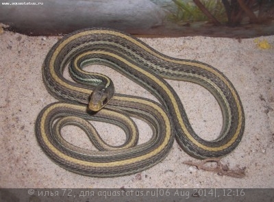 Фото Подвязочная змея флоридская Thamnophis sauritus  (photo#57750)