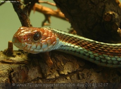 Фото Подвязочная змея Thamnophis sirtalis Garter Snake  (photo#57751)