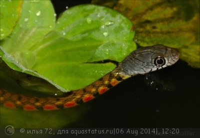 Уж азиатский водяной краснопятнистый Xenochrophis trianguligerus Red Necked Keel