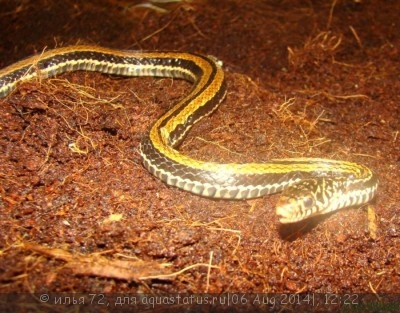 Уж азиатский водяной полосатый (Xenochrophis vittatus garden snake)