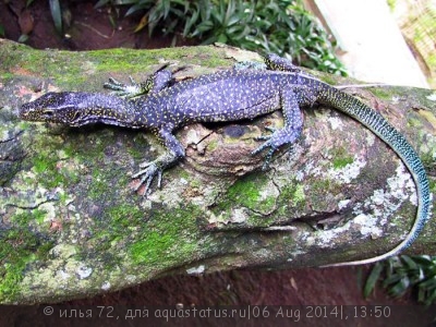 Фото Варан синехвостый Varanus doreanus  (photo#57755)