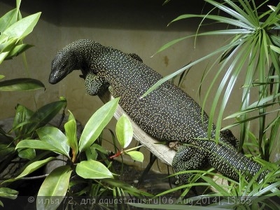 Фото Варан индийский мангровый Varanus indicus  (photo#57757)