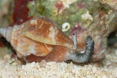 Улитка стромбус (Strombus sp.)