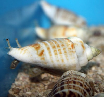 Улитка стромбус (Strombus sp.)