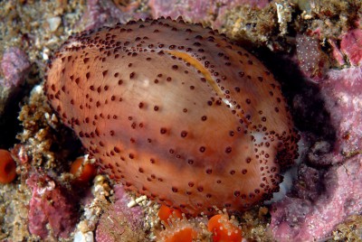 Улитка ципрея (Cypraea sp.)