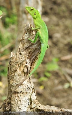 Калот лесной гребенчатый (Bronchocela cristatella)