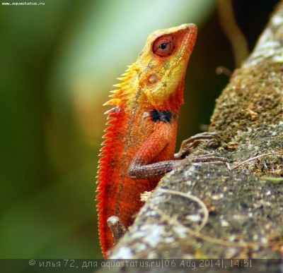 Калот-кровосос (пестрый) (Calotes versicolor)