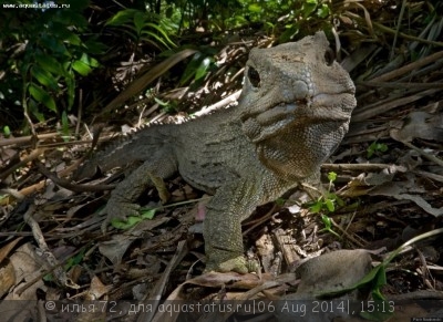 Лесной дракон новогвинейский (Hypsilurus dilophus)