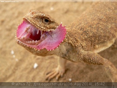 Круглоголовка ушастая (Phrynocephalus mystaceus)