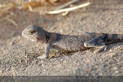 Фото Агама изменчивая Trapelus mutabilis  (photo#57814)