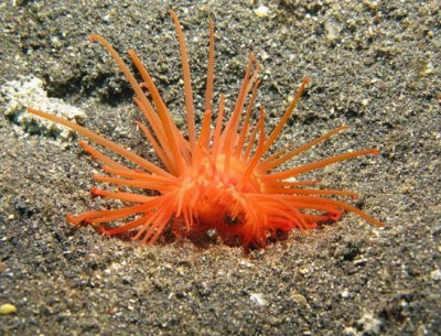 Лима красная, морской гребешок (limaria orientalis)