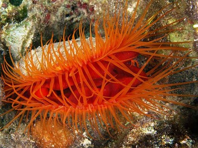 Лима красная, морской гребешок (limaria orientalis)