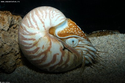 Наутилус обыкновенный (Nautilus pompilius)