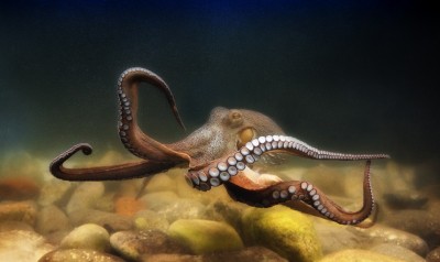 Осьминог (Octopus sp.)
