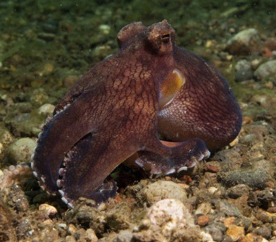 Осьминог (Octopus sp.)