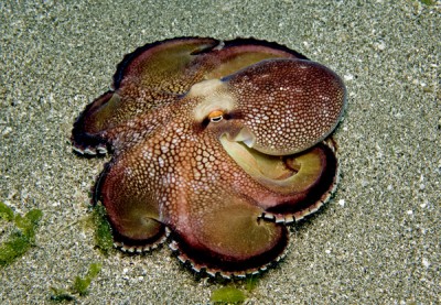 Осьминог (Octopus sp.)