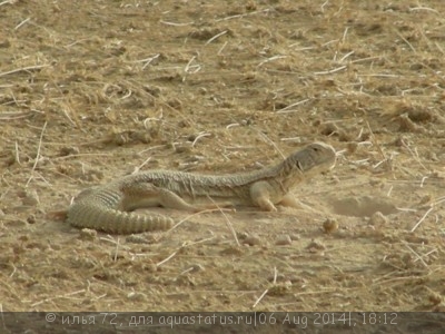 Шипохвост индийский (Uromastix hardwickii)