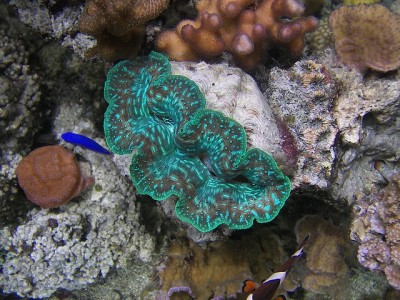 Тридакна Кроцея (Tridacna crocea)