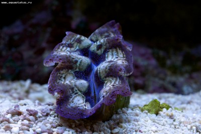 Тридакна Кроцея (Tridacna crocea)