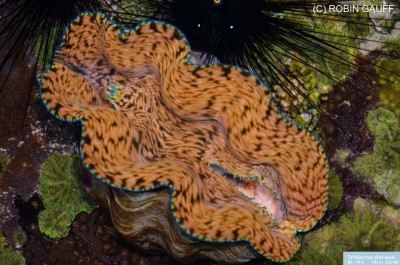 Тридакна Дераза (Tridacna derasa)