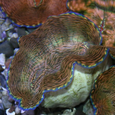 Тридакна Дераза (Tridacna derasa)
