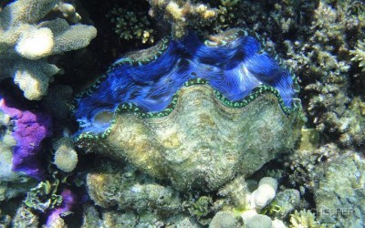 Тридакна Дераза (Tridacna derasa)