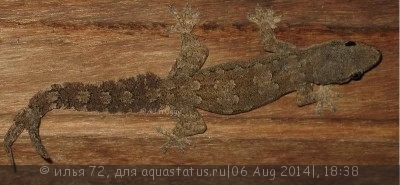 Фото Геккон плоскохвостый домовый Cosymbotus platyurus  (photo#57869)