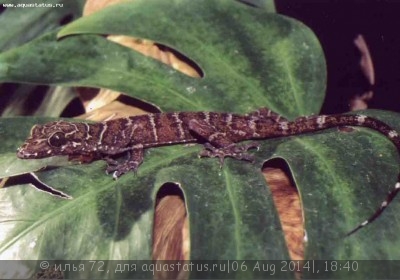 Циртодактилюс сетчатый (Cyrtodactylus consobrinus)