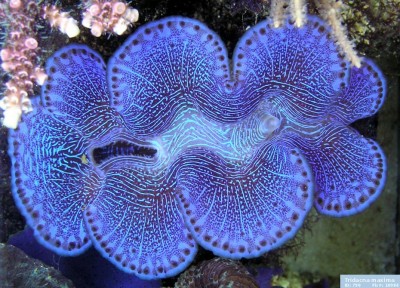 Тридакна Максима (Tridacna maxima)
