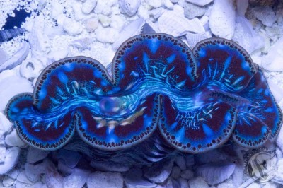 Тридакна Максима (Tridacna maxima)