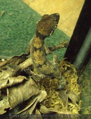 Циртодактилюс кольцехвостый (Cyrtodactylus elok)