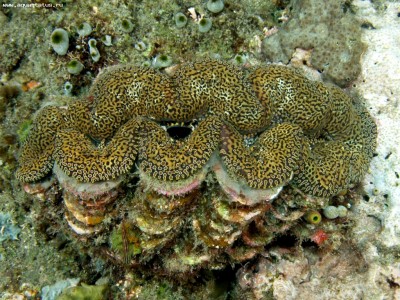 Тридакна чешуйчатая (Tridacna squamosa)