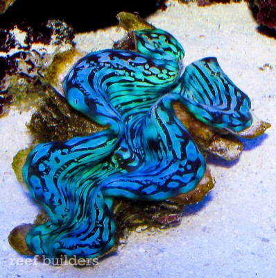 Тридакна чешуйчатая (Tridacna squamosa)