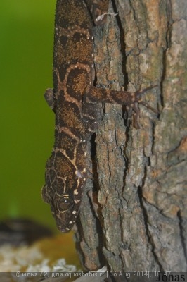 Фото Циртодактилюс малайский Cyrtodactylus pulchellus  (photo#57877)